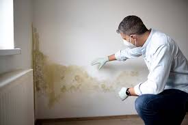 Professional Mold Inspection in Dysart, IA